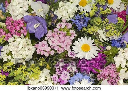"Summer flowers, Tyrol, Austria, Europe" View Large Photo Image Stock Image - "Summer flowers, Tyrol, Austria, Europe". Fotosearch