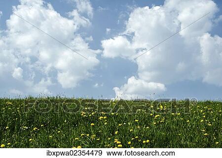 "Summer meadow and a cloudy sky, Bavaria, Germany, Europe" View Large Photo Image Stock Photo - "Summer meadow and a cloudy sky, Bavaria, Germany, Europe". Fotosearch