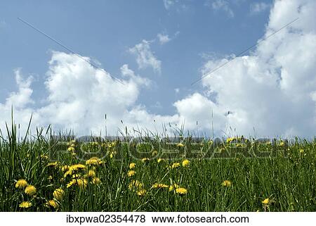"Summer meadow, clouds in the sky, Bavaria, Germany, Europe" View Large Photo Image Stock Photo - "Summer meadow, clouds in the sky, Bavaria, Germany, Europe". Fotosearch