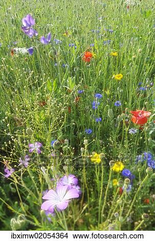 "Summer meadow, Cornflower (Centaurea cyanus), Yarrow (Achillea), Mallow (Malva), Yellow Daisies (Leucanthemum), Poppy (Papaver rhoeas)" View Large Photo Image Picture - "Summer meadow, Cornflower (Centaurea cyanus), Yarrow (Achillea), Mallow (Malva), Yellow Daisies (Leucanthemum), Poppy (Papaver rhoeas)". Fotosearch