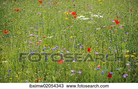 "Summer meadow, Cornflower (Centaurea cyanus), Yarrow (Achillea), Mallow (Malva), Yellow Daisies (Leucanthemum), Poppy (Papaver rhoeas)" View Large Photo Image Stock Image - "Summer meadow, Cornflower (Centaurea cyanus), Yarrow (Achillea), Mallow (Malva), Yellow Daisies (Leucanthemum), Poppy (Papaver rhoeas)". Fotosearch