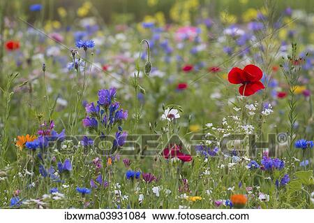 "Summer meadow, Germany, Europe" View Large Photo Image Picture - "Summer meadow, Germany, Europe". Fotosearch