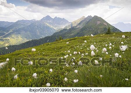 "Summer meadow on the Planai region, Schladming, Styria, Austria, Europe" View Large Photo Image Stock Image - "Summer meadow on the Planai region, Schladming, Styria, Austria, Europe". Fotosearch