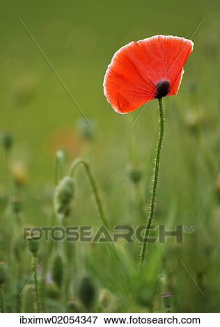 "Summer meadow, Poppy (Papaver rhoeas)" View Large Photo Image Stock Photo - "Summer meadow, Poppy (Papaver rhoeas)". Fotosearch