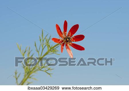 "Summer Pheasant's-eye (Adonis aestivalis), Crimea, Ukraine, Europe" View Large Photo Image Stock Photo - "Summer Pheasant's-eye (Adonis aestivalis), Crimea, Ukraine, Europe". Fotosearch