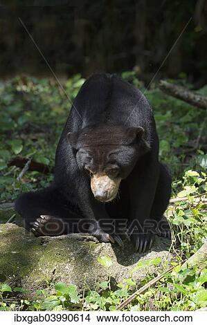 Picture - "Sun Bear (Helarctos malayanus), captive, Singapore, Asia". Fotosearch