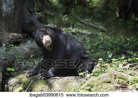"Sun Bear (Helarctos malayanus), captive, Singapore, Asia" View Large Photo Image Stock Photography - "Sun Bear (Helarctos malayanus), captive, Singapore, Asia". Fotosearch