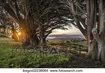 Picture - "Sun behind old trees creating a sunburst effect, Otago Peninsula, South Island, New Zealand, Oceania". Fotosearch