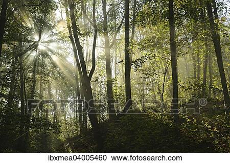 "Sun-flooded deciduous forest with Lime trees (Tilia) and Sycamore Maples (Acer pseudoplatanus), Hainich National Park, Thuringia, Germany, Europe" View Large Photo Image Stock Image - "Sun-flooded deciduous forest with Lime trees (Tilia) and Sycamore Maples (Acer pseudoplatanus), Hainich National Park, Thuringia, Germany, Europe". Fotosearch