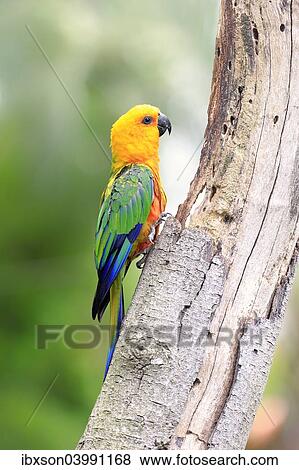 "Sun Parakeet (Aratinga solstitialis jandaya), adult on tree, occurrence in Brazil, captive" View Large Photo Image Stock Photo - "Sun Parakeet (Aratinga solstitialis jandaya), adult on tree, occurrence in Brazil, captive". Fotosearch