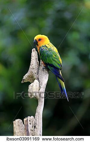 "Sun Parakeet (Aratinga solstitialis jandaya), adult on tree, occurrence in Brazil, captive" View Large Photo Image Stock Photo - "Sun Parakeet (Aratinga solstitialis jandaya), adult on tree, occurrence in Brazil, captive". Fotosearch