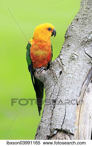 "Sun Parakeet (Aratinga solstitialis jandaya), adult on tree, occurrence in Brazil, captive" View Large Photo Image Stock Photography - "Sun Parakeet (Aratinga solstitialis jandaya), adult on tree, occurrence in Brazil, captive". Fotosearch
