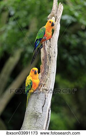 "Sun Parakeets (Aratinga solstitialis jandaya), adult on tree, occurrence in Brazil, captive" View Large Photo Image Stock Image - "Sun Parakeets (Aratinga solstitialis jandaya), adult on tree, occurrence in Brazil, captive". Fotosearch