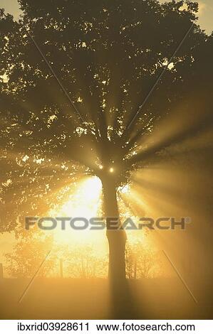 "Sun rays in a tree, Dingdener Heide, Hamminkeln, Lower Rhine region, North Rhine-Westphalia, Germany, Europe" View Large Photo Image Stock Image - "Sun rays in a tree, Dingdener Heide, Hamminkeln, Lower Rhine region, North Rhine-Westphalia, Germany, Europe". Fotosearch
