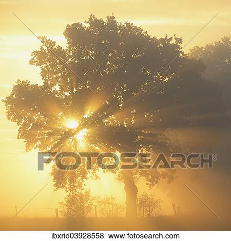 "Sun rays in a tree, Dingdener Heide, Hamminkeln, Lower Rhine region, North Rhine-Westphalia, Germany, Europe" View Large Photo Image Stock Photo - "Sun rays in a tree, Dingdener Heide, Hamminkeln, Lower Rhine region, North Rhine-Westphalia, Germany, Europe". Fotosearch