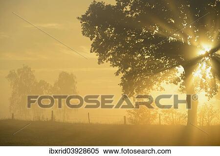"Sun rays in a tree, Dingdener Heide, Hamminkeln, Lower Rhine region, North Rhine-Westphalia, Germany, Europe" View Large Photo Image Stock Photography - "Sun rays in a tree, Dingdener Heide, Hamminkeln, Lower Rhine region, North Rhine-Westphalia, Germany, Europe". Fotosearch