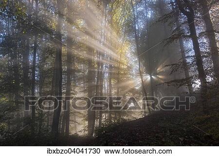 Stock Image - "Sun rays in foggy mountain forest, Upper Danube Nature Park, Swabian Jura, Baden-Wurttemberg, Germany, Europe". Fotosearch