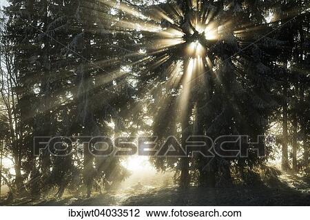 Stock Image - "Sun rays in the spruce forest, winter, Feldberg, Baden-Wurttemberg, Germany, Europe". Fotosearch