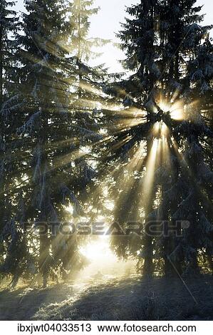"Sun rays in the spruce forest, winter, Feldberg, Baden-Wurttemberg, Germany, Europe" View Large Photo Image Stock Image - "Sun rays in the spruce forest, winter, Feldberg, Baden-Wurttemberg, Germany, Europe". Fotosearch
