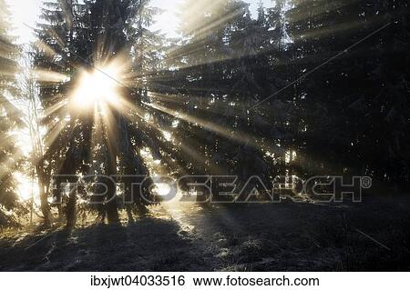 Stock Photograph - "Sun rays in the spruce forest, winter, Feldberg, Baden-Wurttemberg, Germany, Europe". Fotosearch