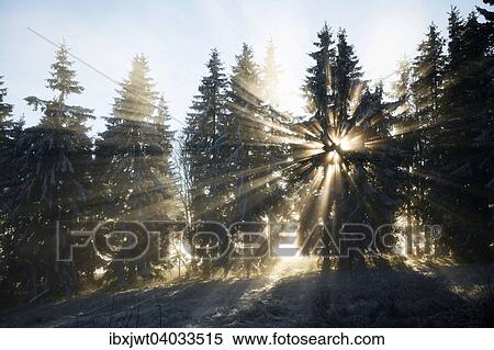 "Sun rays in the spruce forest, winter, Feldberg, Baden-Wurttemberg, Germany, Europe" View Large Photo Image Stock Photography - "Sun rays in the spruce forest, winter, Feldberg, Baden-Wurttemberg, Germany, Europe". Fotosearch