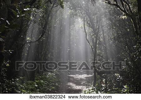"Sun rays passing through the cloud forest, Cumbre Nueva, La Palma, Canary Islands, Spain, Europe" View Large Photo Image Picture - "Sun rays passing through the cloud forest, Cumbre Nueva, La Palma, Canary Islands, Spain, Europe". Fotosearch