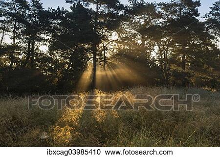 "Sun rays penetrate the morning mist above heathlands, Henne Strand, Region of Southern Denmark, Denmark, Europe" View Large Photo Image Stock Image - "Sun rays penetrate the morning mist above heathlands, Henne Strand, Region of Southern Denmark, Denmark, Europe". Fotosearch