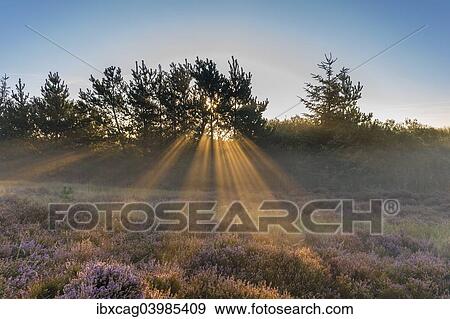 "Sun rays penetrate the morning mist above heathlands, Henne Strand, Region of Southern Denmark, Denmark, Europe" View Large Photo Image Stock Photo - "Sun rays penetrate the morning mist above heathlands, Henne Strand, Region of Southern Denmark, Denmark, Europe". Fotosearch