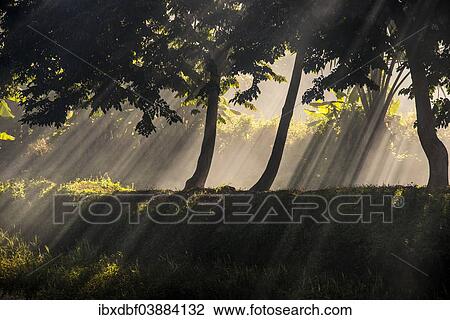 "Sun rays penetrating smoke under trees, Mrauk U, Sittwe District, Rakhine State, Myanmar, Asia" View Large Photo Image Stock Image - "Sun rays penetrating smoke under trees, Mrauk U, Sittwe District, Rakhine State, Myanmar, Asia". Fotosearch