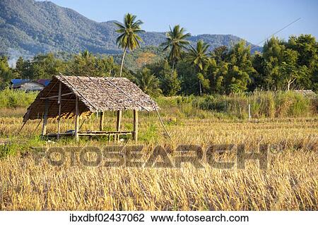 "Sun shelter on a harvested rice paddy, field, Northern Thailand, Thailand, Asia" View Large Photo Image Stock Image - "Sun shelter on a harvested rice paddy, field, Northern Thailand, Thailand, Asia". Fotosearch