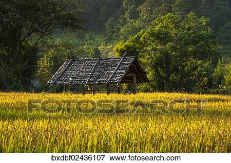 "Sun shelter, paddy field, Pang Mapha or Soppong region, Mae Hong Son province, northern Thailand, Thailand, Asia" View Large Photo Image Stock Photo - "Sun shelter, paddy field, Pang Mapha or Soppong region, Mae Hong Son province, northern Thailand, Thailand, Asia". Fotosearch