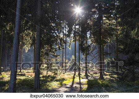 "Sun shining through pine forest, Zittau Mountains, near Luckendorf, Saxony, Germany, Europe" View Large Photo Image Stock Image - "Sun shining through pine forest, Zittau Mountains, near Luckendorf, Saxony, Germany, Europe". Fotosearch