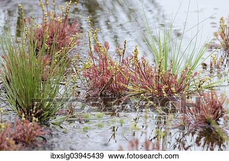 "Sundew (Drosera media) with buds in moorland pond, Grundbeckenmoor, Bavaria Germany" View Large Photo Image Stock Photo - "Sundew (Drosera media) with buds in moorland pond, Grundbeckenmoor, Bavaria Germany". Fotosearch