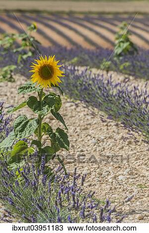 "Sunflower and lavender blooming in Valensole, Plateau de Valensole, Department Alpes-de-Haute-Provence, Provence, France, Europe" View Large Photo Image Stock Image - "Sunflower and lavender blooming in Valensole, Plateau de Valensole, Department Alpes-de-Haute-Provence, Provence, France, Europe". Fotosearch