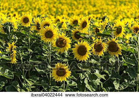 "Sunflower field, Altomunster, Upper Bavaria, Bavaria, Germany, Europe" View Large Photo Image Picture - "Sunflower field, Altomunster, Upper Bavaria, Bavaria, Germany, Europe". Fotosearch