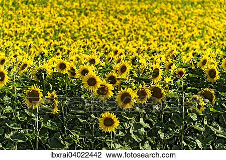 Stock Image - "Sunflower field, Altomunster, Upper Bavaria, Bavaria, Germany, Europe". Fotosearch