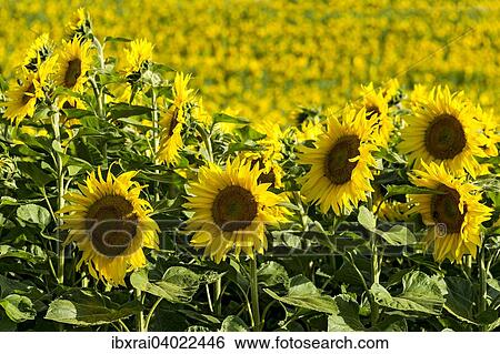 "Sunflower field, Altomunster, Upper Bavaria, Bavaria, Germany, Europe" View Large Photo Image Stock Photograph - "Sunflower field, Altomunster, Upper Bavaria, Bavaria, Germany, Europe". Fotosearch