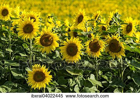 "Sunflower field, Altomunster, Upper Bavaria, Bavaria, Germany, Europe" View Large Photo Image Stock Photography - "Sunflower field, Altomunster, Upper Bavaria, Bavaria, Germany, Europe". Fotosearch