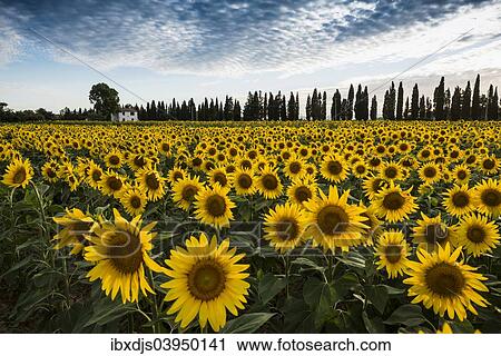 "Sunflower field and cypress trees, near Piombino, Province of Livorno, Tuscany, Italy, Europe" View Large Photo Image Stock Image - "Sunflower field and cypress trees, near Piombino, Province of Livorno, Tuscany, Italy, Europe". Fotosearch