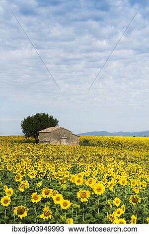 "Sunflower field and small stone house, Plateau de Valensole in Valensole, Provence, Provence-Alpes-Cote d'Azur, France, Europe" View Large Photo Image Stock Image - "Sunflower field and small stone house, Plateau de Valensole in Valensole, Provence, Provence-Alpes-Cote d'Azur, France, Europe". Fotosearch