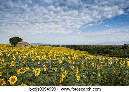 "Sunflower field and small stone house, Plateau de Valensole in Valensole, Provence, Provence-Alpes-Cote d'Azur, France, Europe" View Large Photo Image Stock Photo - "Sunflower field and small stone house, Plateau de Valensole in Valensole, Provence, Provence-Alpes-Cote d'Azur, France, Europe". Fotosearch