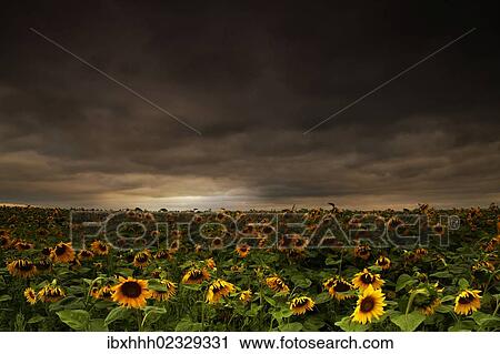 "Sunflower field at dusk, near Erfurt, Thuringia, Germany, Europe" View Large Photo Image Stock Image - "Sunflower field at dusk, near Erfurt, Thuringia, Germany, Europe". Fotosearch