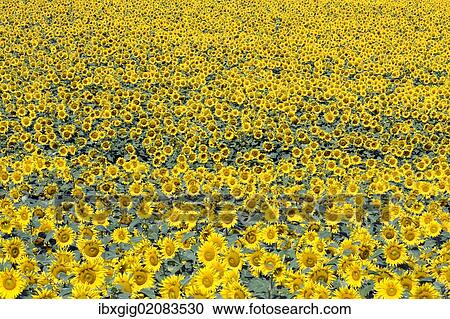 "Sunflower field, Common sunflowers (Helianthus annuus)" View Large Photo Image Stock Image - "Sunflower field, Common sunflowers (Helianthus annuus)". Fotosearch