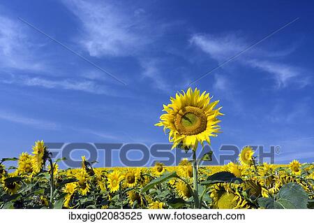 "Sunflower field, Common sunflowers (Helianthus annuus)" View Large Photo Image Stock Photography - "Sunflower field, Common sunflowers (Helianthus annuus)". Fotosearch