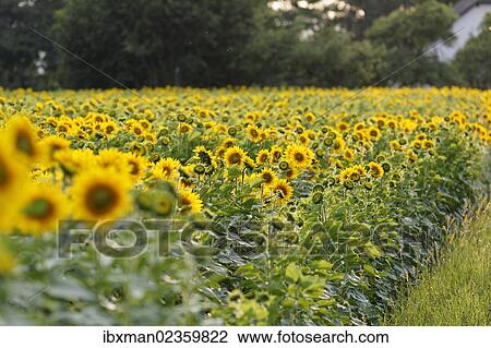 Stock Image - "Sunflower field, Feldkirchen an der Donau, Muehlviertel region, Upper Austria, Austria, Europe". Fotosearch