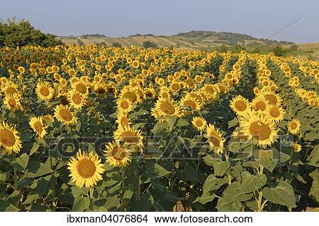 "Sunflower field, Oggau am Neusiedler See, Northern Burgenland, Burgenland, Austria, Europe" View Large Photo Image Picture - "Sunflower field, Oggau am Neusiedler See, Northern Burgenland, Burgenland, Austria, Europe". Fotosearch