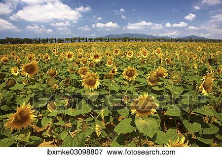"Sunflower field, row of cypress trees at back, Maremma, Tuscany, Italy, Europe" View Large Photo Image Stock Photo - "Sunflower field, row of cypress trees at back, Maremma, Tuscany, Italy, Europe". Fotosearch
