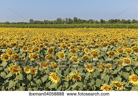"Sunflower field, Seewinkel, Northern Burgenland, Burgenland, Austria, Europe" View Large Photo Image Stock Photo - "Sunflower field, Seewinkel, Northern Burgenland, Burgenland, Austria, Europe". Fotosearch
