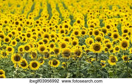 "Sunflower field, sunflowers (Helianthus annuus), Languedoc-Roussillon, France, Europe" View Large Photo Image Stock Image - "Sunflower field, sunflowers (Helianthus annuus), Languedoc-Roussillon, France, Europe". Fotosearch