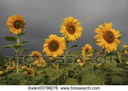 "Sunflower field, Sunflowers (Helianthus annuus), storm clouds, Schleswig-Holstein, Germany, Europe" View Large Photo Image Stock Photograph - "Sunflower field, Sunflowers (Helianthus annuus), storm clouds, Schleswig-Holstein, Germany, Europe". Fotosearch